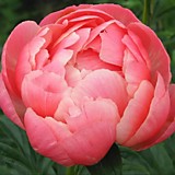 Пион CORAL CHARM